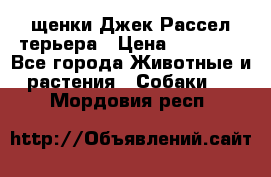 щенки Джек Рассел терьера › Цена ­ 27 000 - Все города Животные и растения » Собаки   . Мордовия респ.